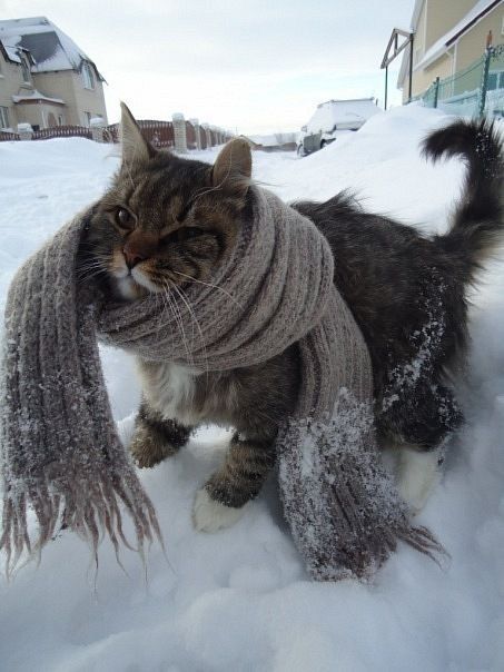 a cat wearing a scarf in the snow with caption that reads que frio hace cono