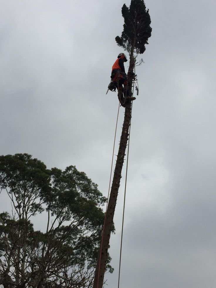 a man standing on top of a tall tree