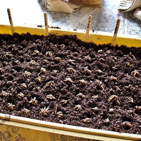 a yellow tray filled with lots of dirt