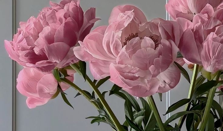 some pink flowers are in a glass vase