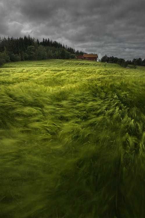 green grass blowing in the wind on a cloudy day with a barn in the background