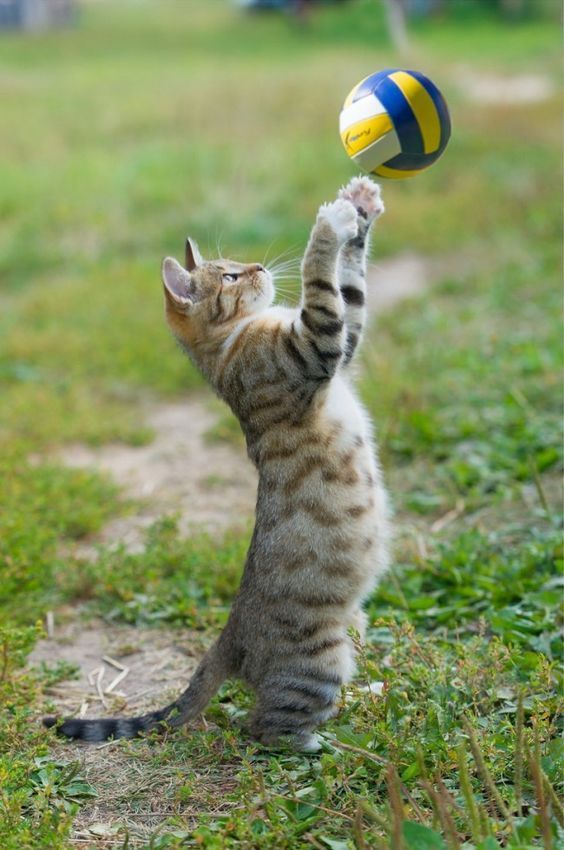 a cat is playing with a ball in the grass and it looks like he's trying to catch it