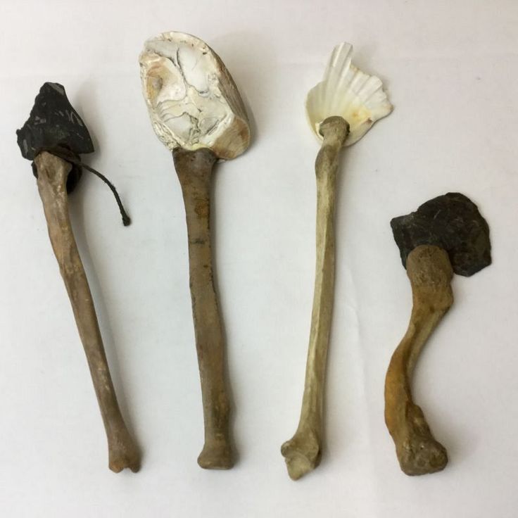 three different types of bones on a white surface