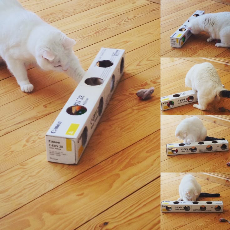 two cats are playing with boxes on the floor and one cat is eating something out of it's box