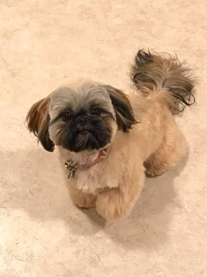 a small dog sitting on top of a white floor