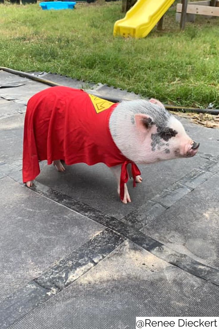 SuperPig Halloween Costume