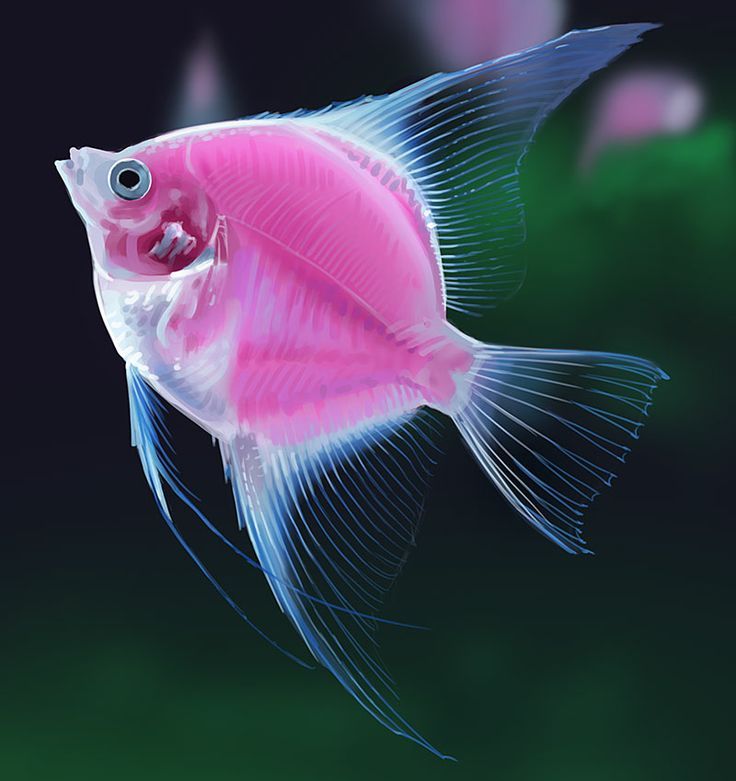 a pink and white fish in an aquarium