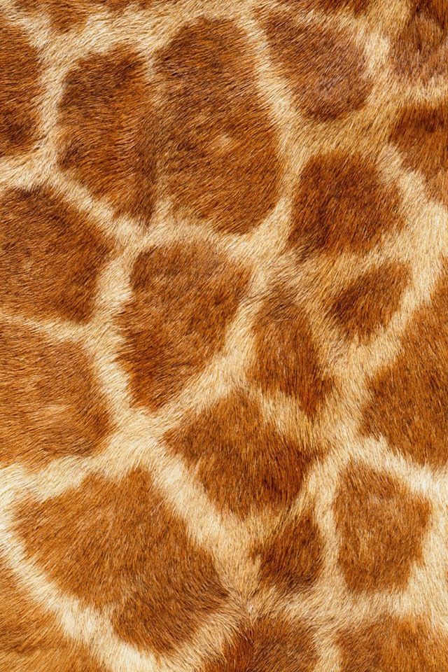 closeup of giraffe's fur showing the pattern on its body and neck