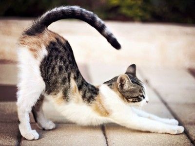 a cat standing on its hind legs with it's tail in the air