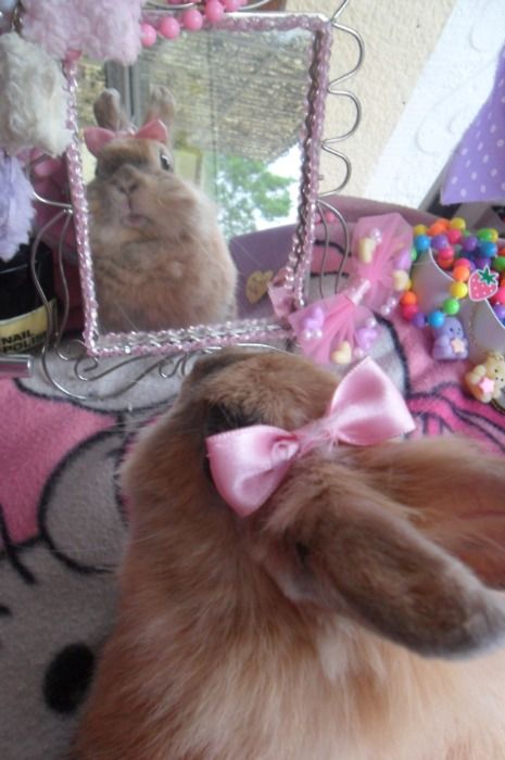 a rabbit is sitting in front of a mirror with a pink bow on it's head