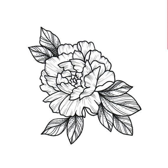 a black and white drawing of a peony flower with leaves on the bottom corner