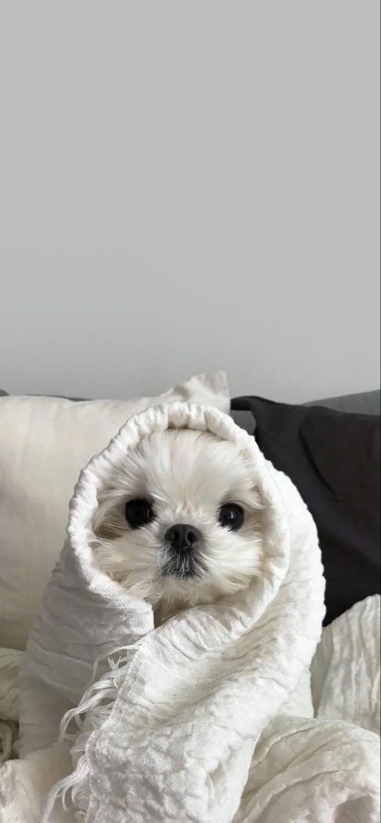 a small white dog wrapped in a blanket