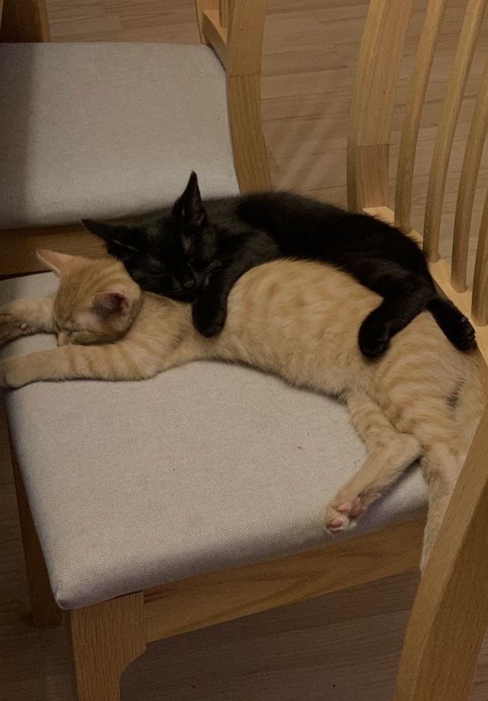 two cats sleeping on top of a wooden chair