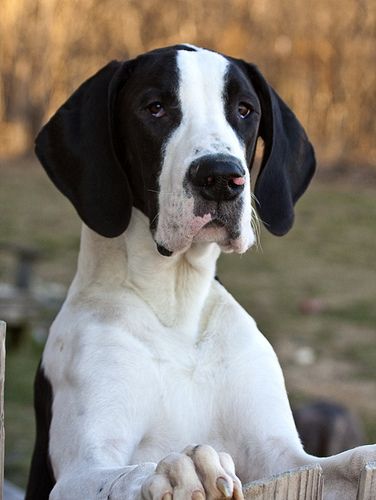 a large black and white dog sitting on top of a wooden fence next to a field