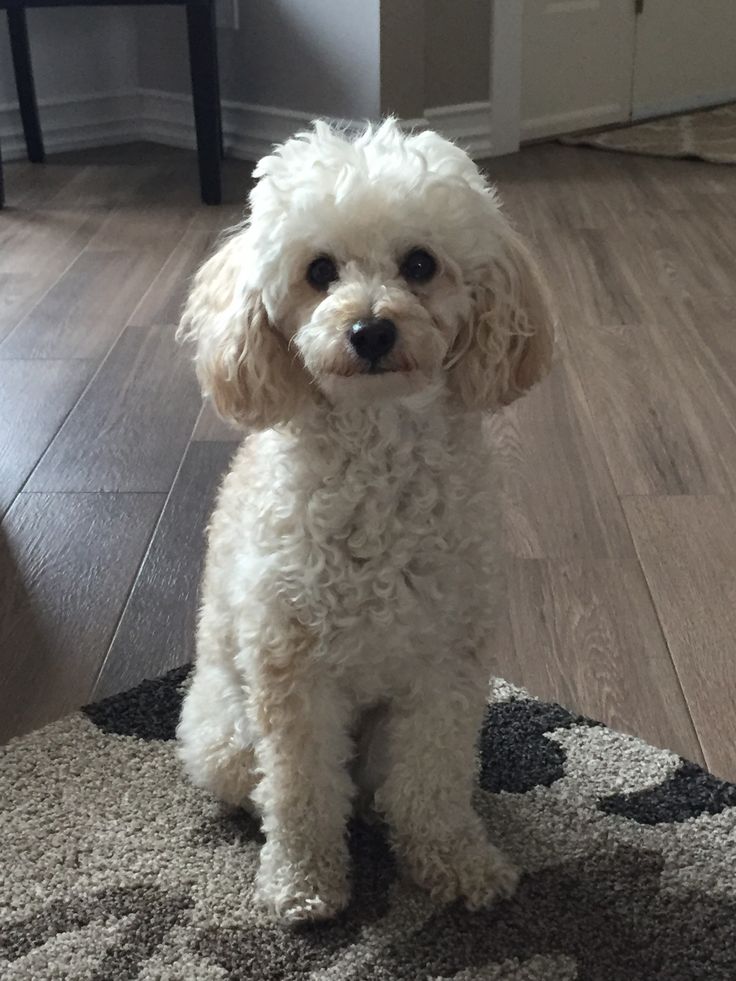 a small white dog sitting on top of a rug