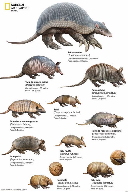 an armadile is shown with different types of arms and legs, including the claws