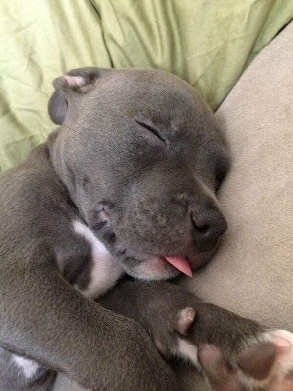 a dog sleeping on top of a couch with its eyes closed and it's tongue out