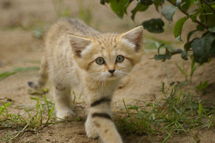 a small kitten walking across a dirt field next to green grass and bushes, with one paw on the other side of the cat's head