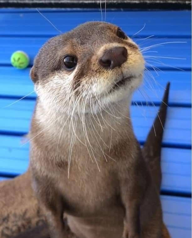 an animal that is looking up at the sky