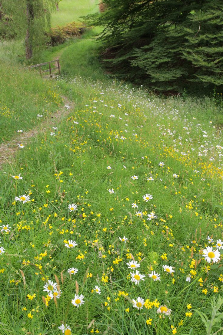 wildflowers and other flowers are growing on the side of a path in an open field