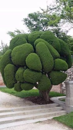 a large green tree sitting in the middle of a park