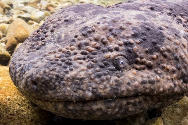 an animal that is laying down on some rocks in the water with it's eyes closed