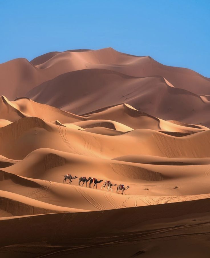 three camels are walking through the desert