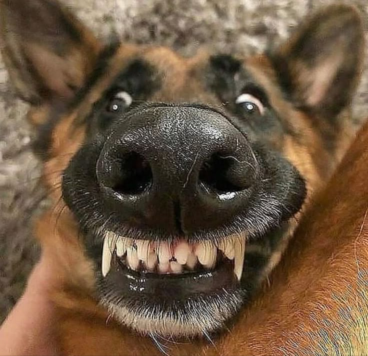 a close up of a dog with it's mouth open