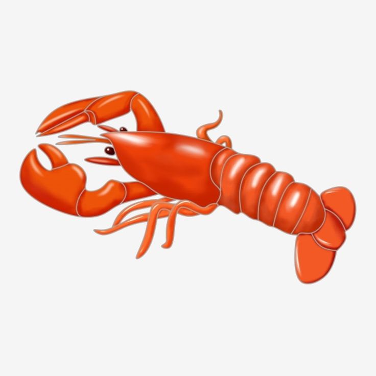 a red lobster on a white background