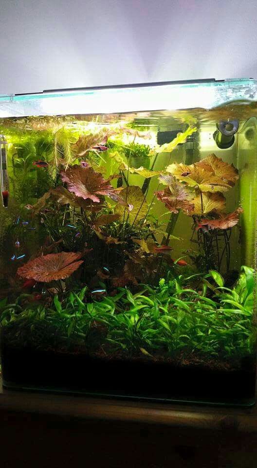 an aquarium filled with lots of plants and water