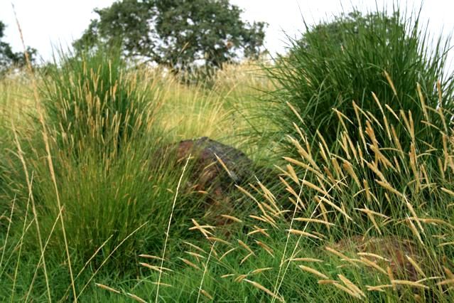 tall grass and rocks in the middle of a grassy area with trees in the background