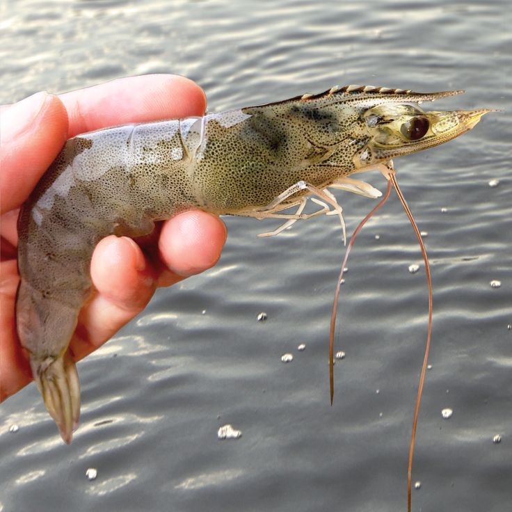 a person holding a small fish in their hand