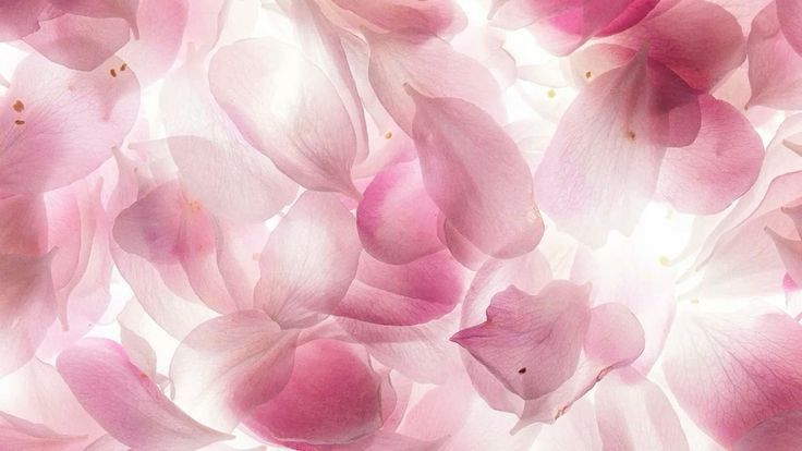 pink flowers are flying in the air on a white and pink background with space for text