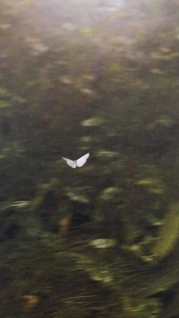 a small white butterfly flying through the air