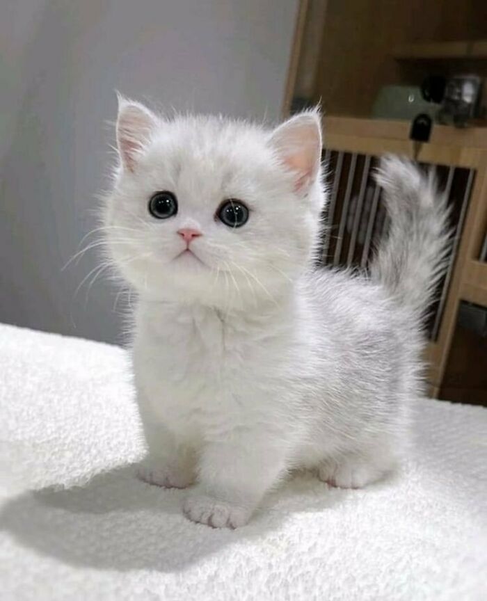 a small white kitten sitting on top of a bed