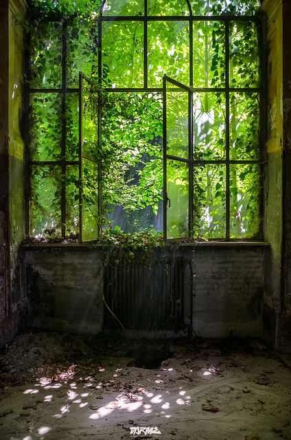 an old window with vines growing out of it in the middle of a room filled with windows