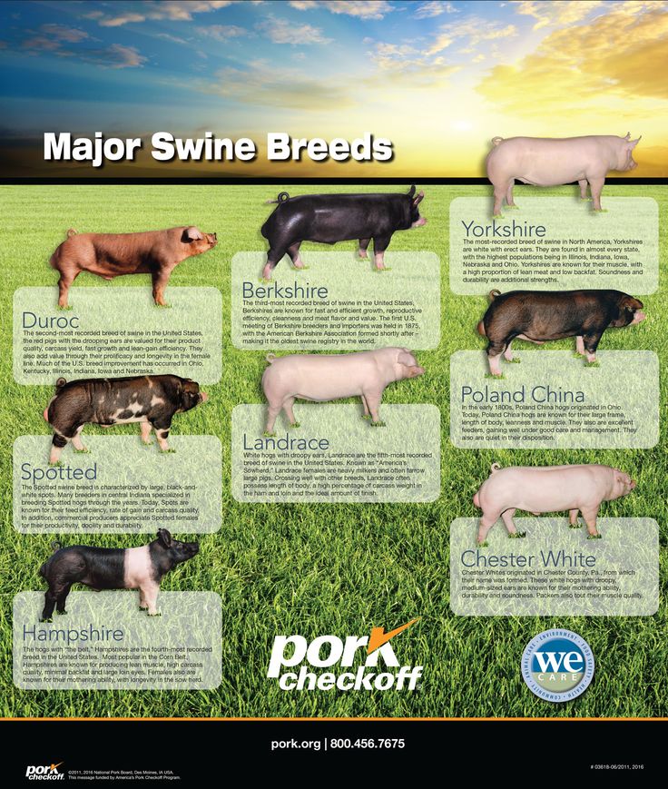 the major swine breeds are shown in this poster, which includes pigs and sheep