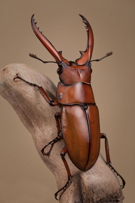 a brown beetle sitting on top of a tree branch