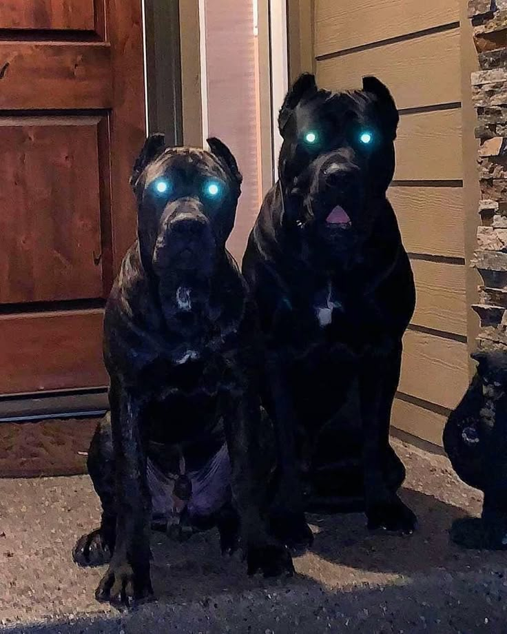 two black dogs with glowing blue eyes sitting on the front porch next to each other