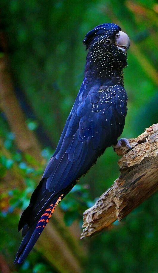 a blue bird sitting on top of a tree branch