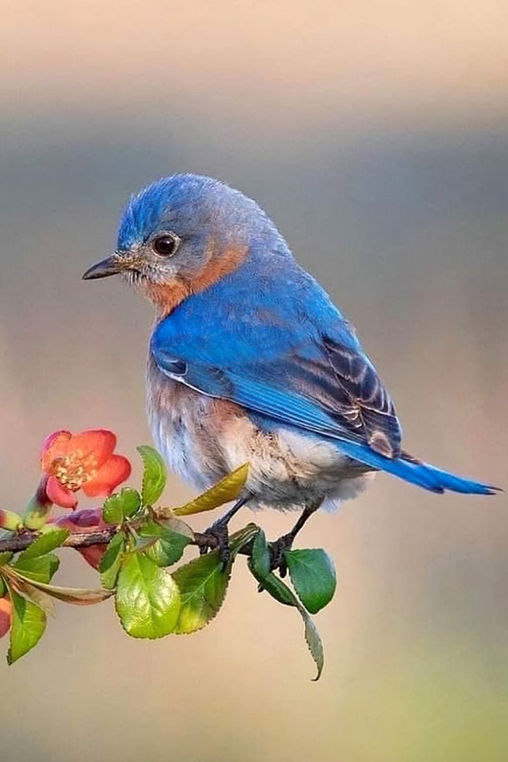 a small blue bird perched on top of a tree branch with flowers in the foreground