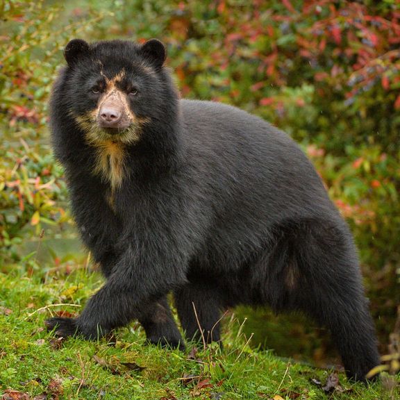 a large black bear standing on top of a lush green field next to trees and bushes