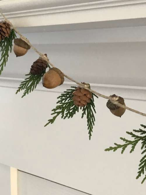 some pine cones are hanging from a branch with needles and acorns on it