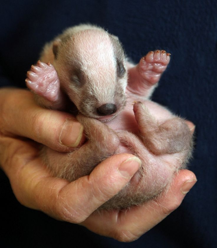 a person holding a small baby animal in their hands with it's eyes closed