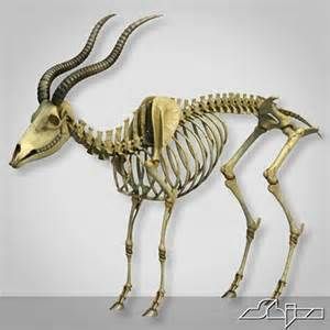 an animal skeleton is shown with horns on it's head and long, curved legs