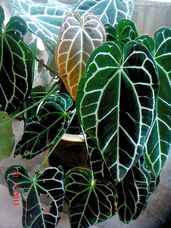 a potted plant with green and yellow leaves