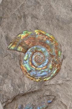 an ammonet shell is shown on top of a rock with two arrows pointing in opposite directions