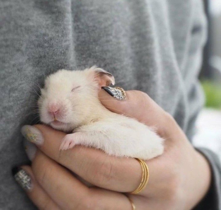 a person holding a small white animal in their hands