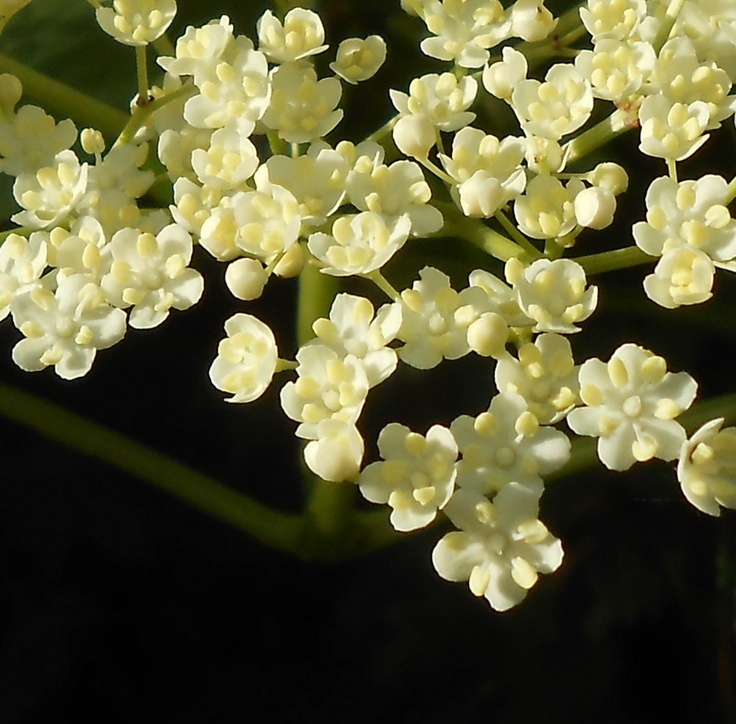 some white flowers with green leaves in the background