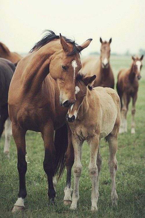 two horses standing next to each other on a lush green field